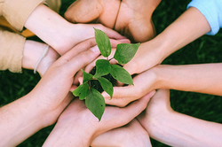 Several hands holding a plant with green leaves