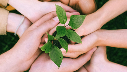 Several hands holding a plant with green leaves