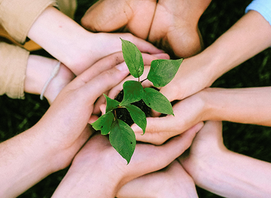 Several hands holding a plant with green leaves