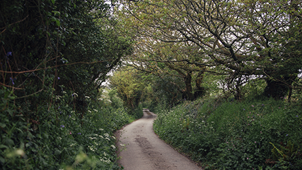 A path leading into a forest