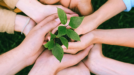 Several hands holding a plant with green leaves